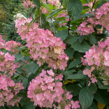 Hydrangea paniculata 'Pink Diamond'