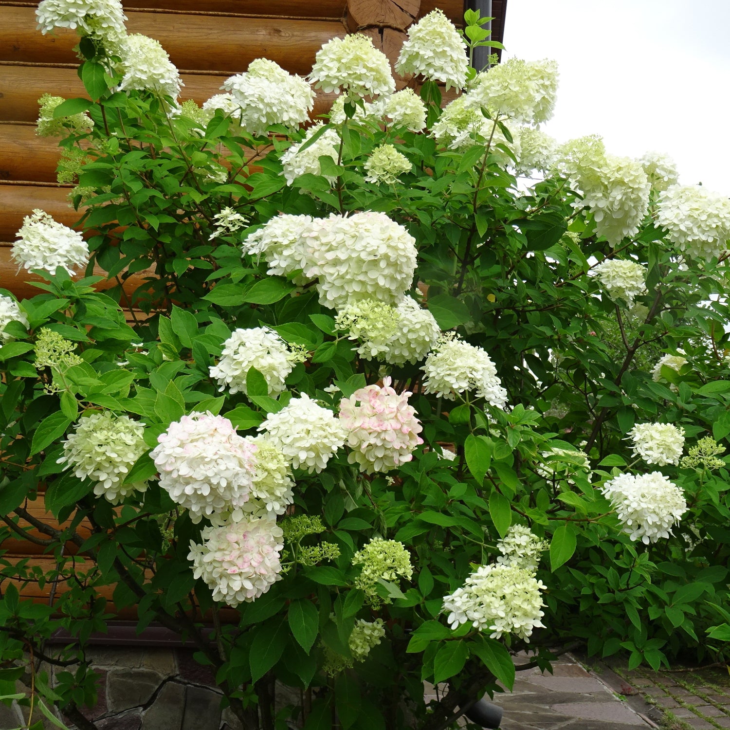 Hydrangea paniculata 'Polar Ball'