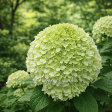 Hydrangea paniculata ‘Powerball’