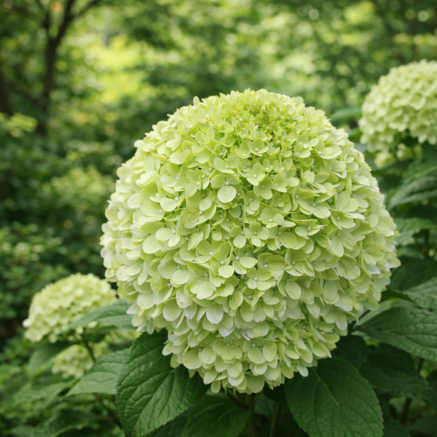 Hydrangea paniculata ‘Powerball’