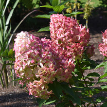 Hydrangea paniculata 'Quick Fire'®