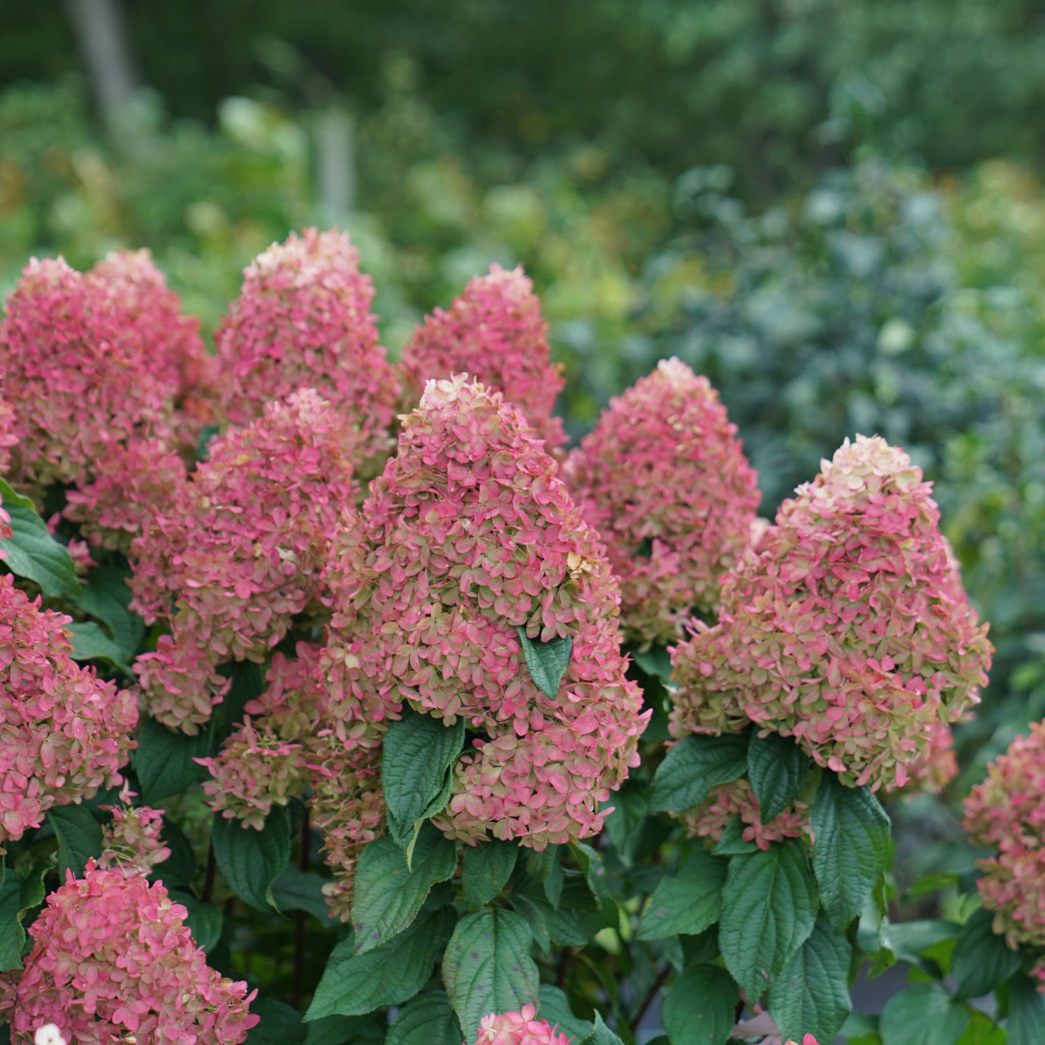 Hydrangea paniculata 'Quick Fire Fab'®