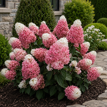 Hydrangea paniculata 'Ruby Snow'