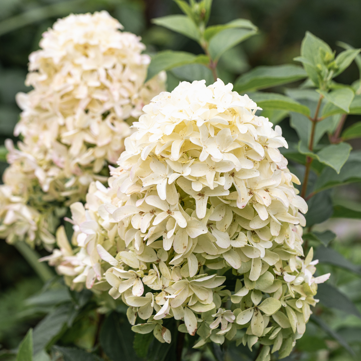 Hydrangea paniculata 'Skyfall'