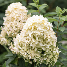 Hydrangea paniculata 'Skyfall'