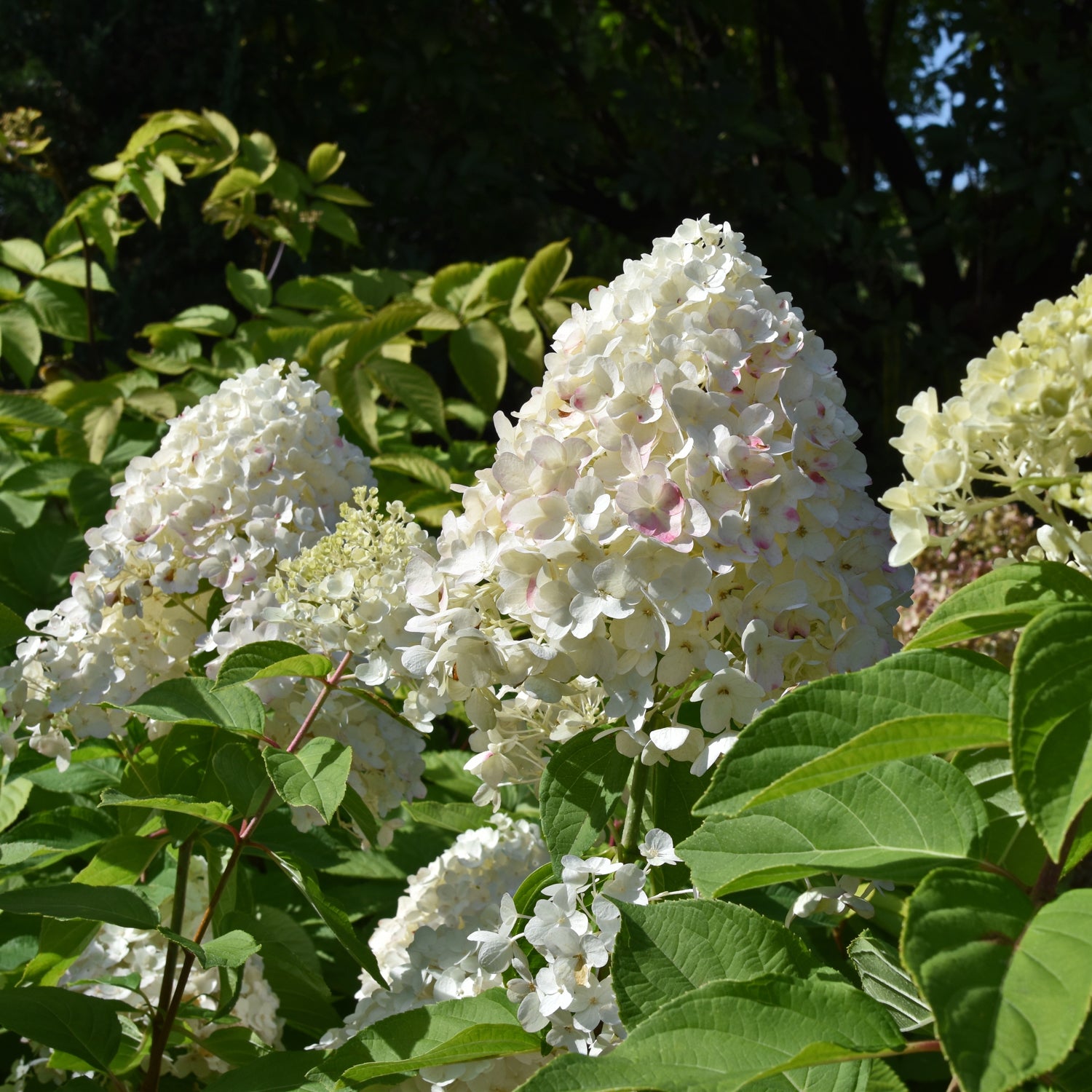 Hydrangea paniculata 'Snow Mountain'