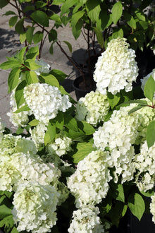 Hydrangea paniculata 'Summer Snow'