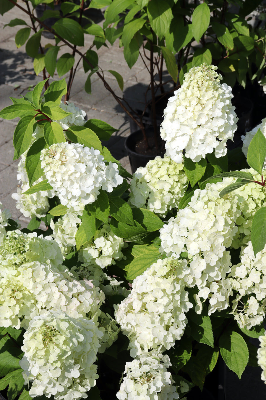 Hydrangea paniculata 'Summer Snow'