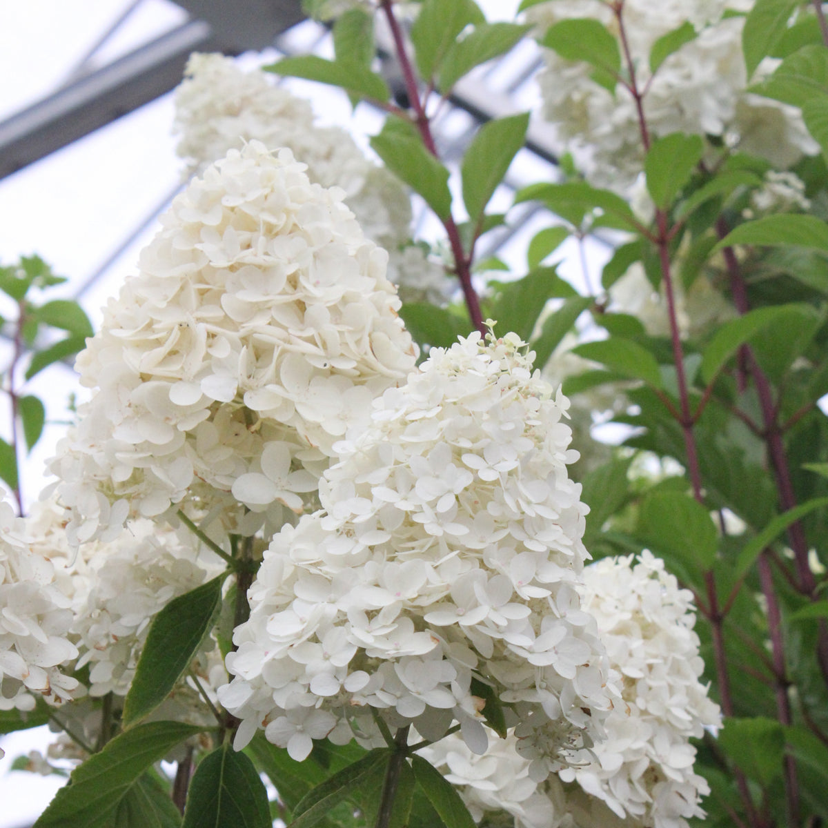 Hydrangea paniculata 'Sweet Summer'