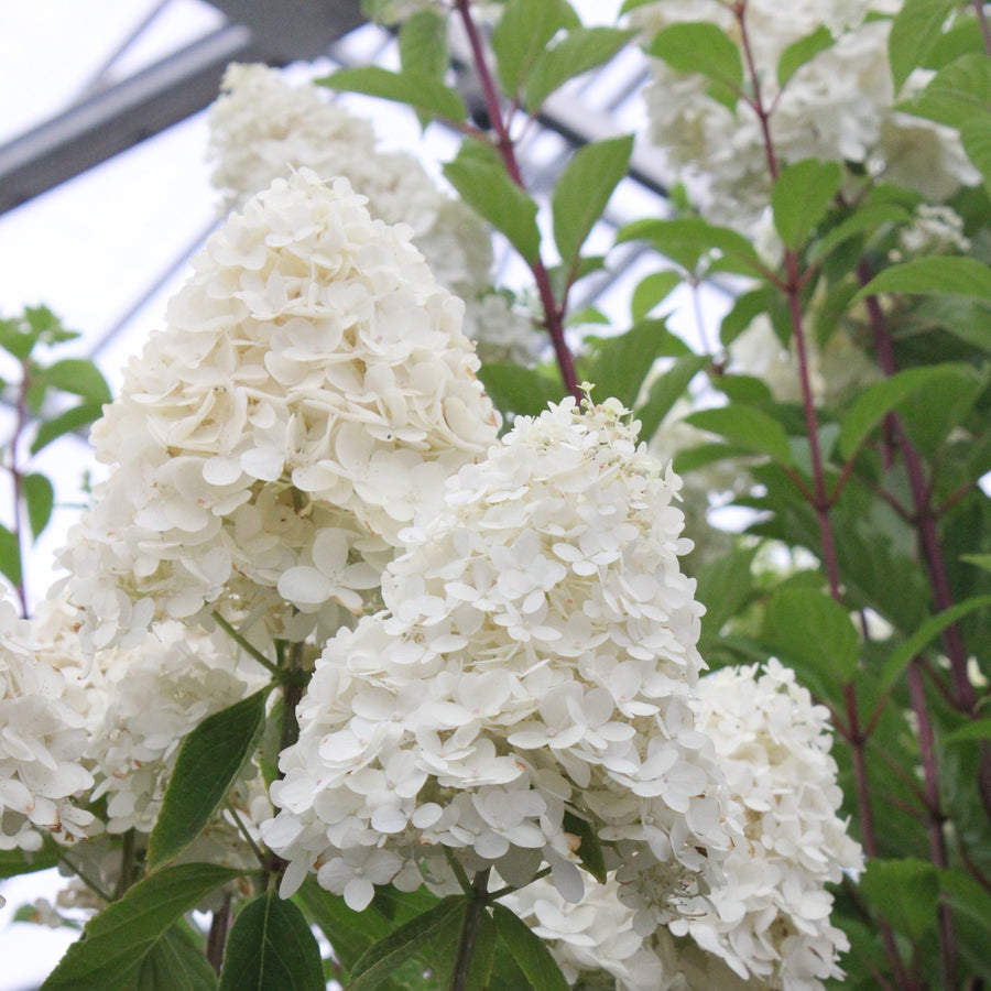 Hydrangea paniculata 'Sweet Summer'