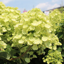 Hortensia paniculé ‘Tiny Quick Fire’ (Hydrangea paniculata)