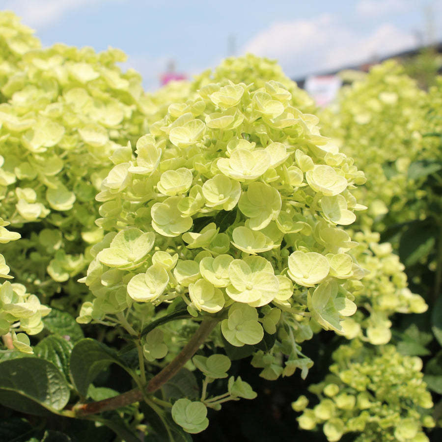 Hydrangea paniculata 'Tiny Quick Fire'