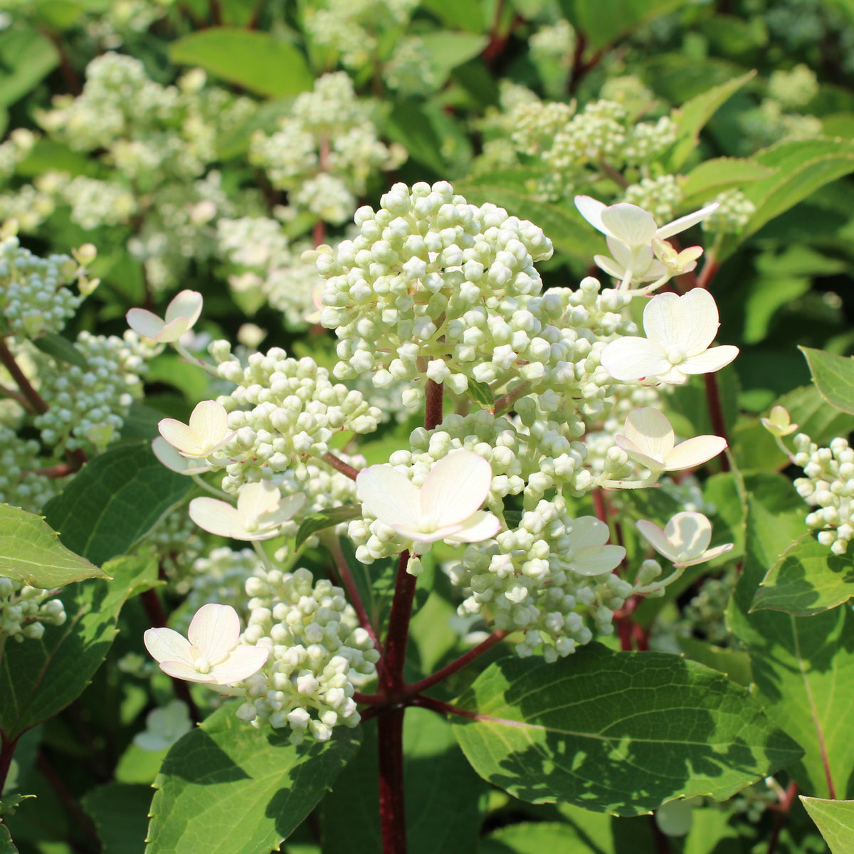 Hydrangea paniculata 'Torch'