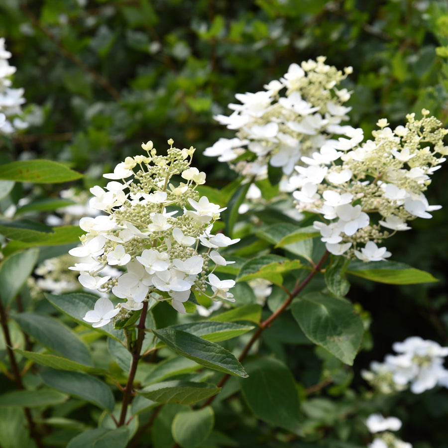 Hydrangea paniculata 'Unique'