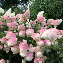 Hydrangea paniculata 'Vanille Fraise'