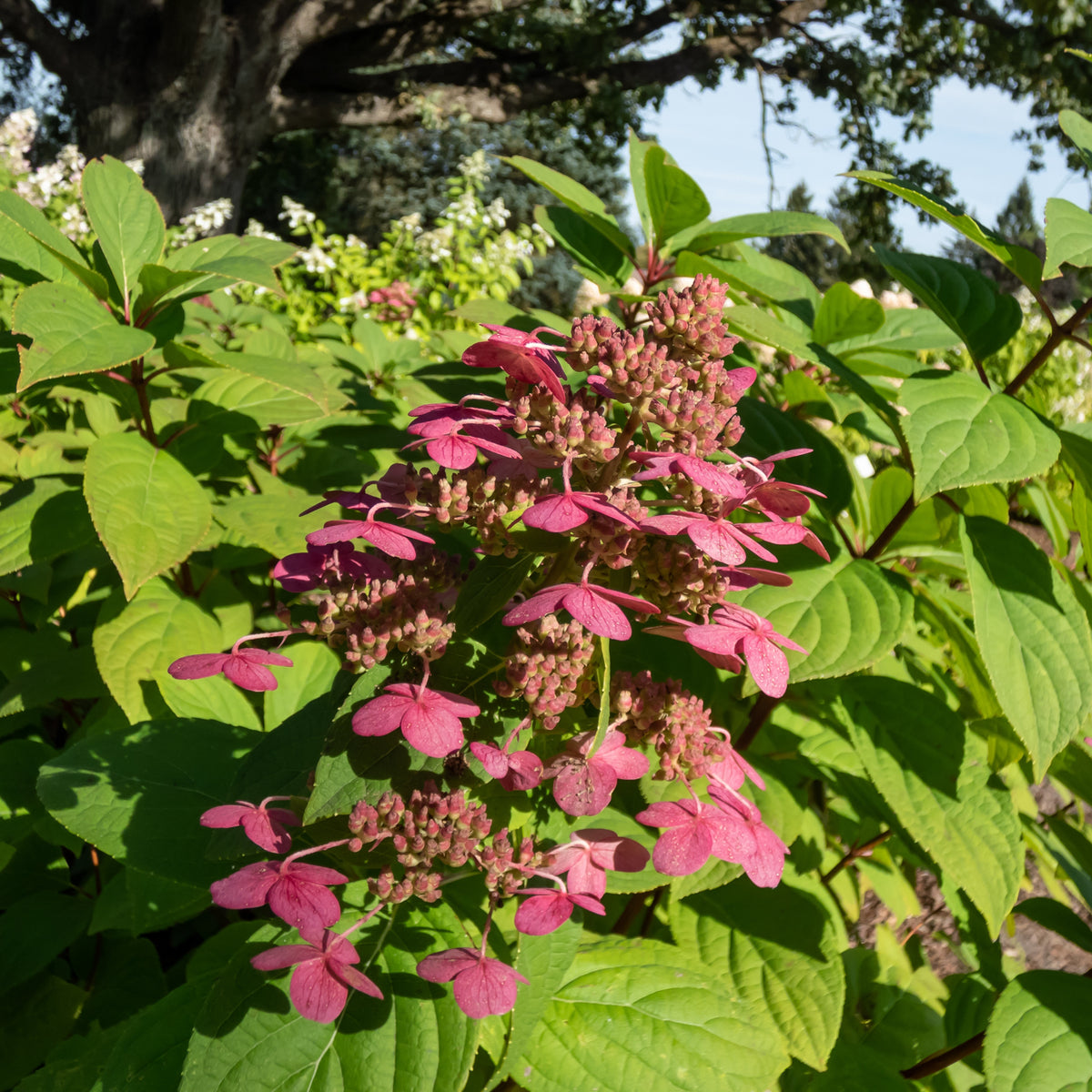 Hydrangea paniculata 'Wim's Red'