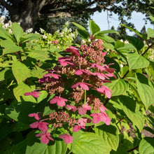 Hydrangea paniculata 'Wim's Red'