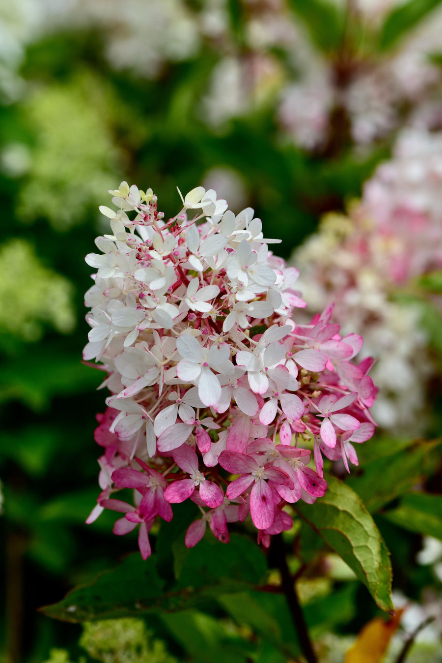 Hydrangea paniculata 'Zinfin Doll'®