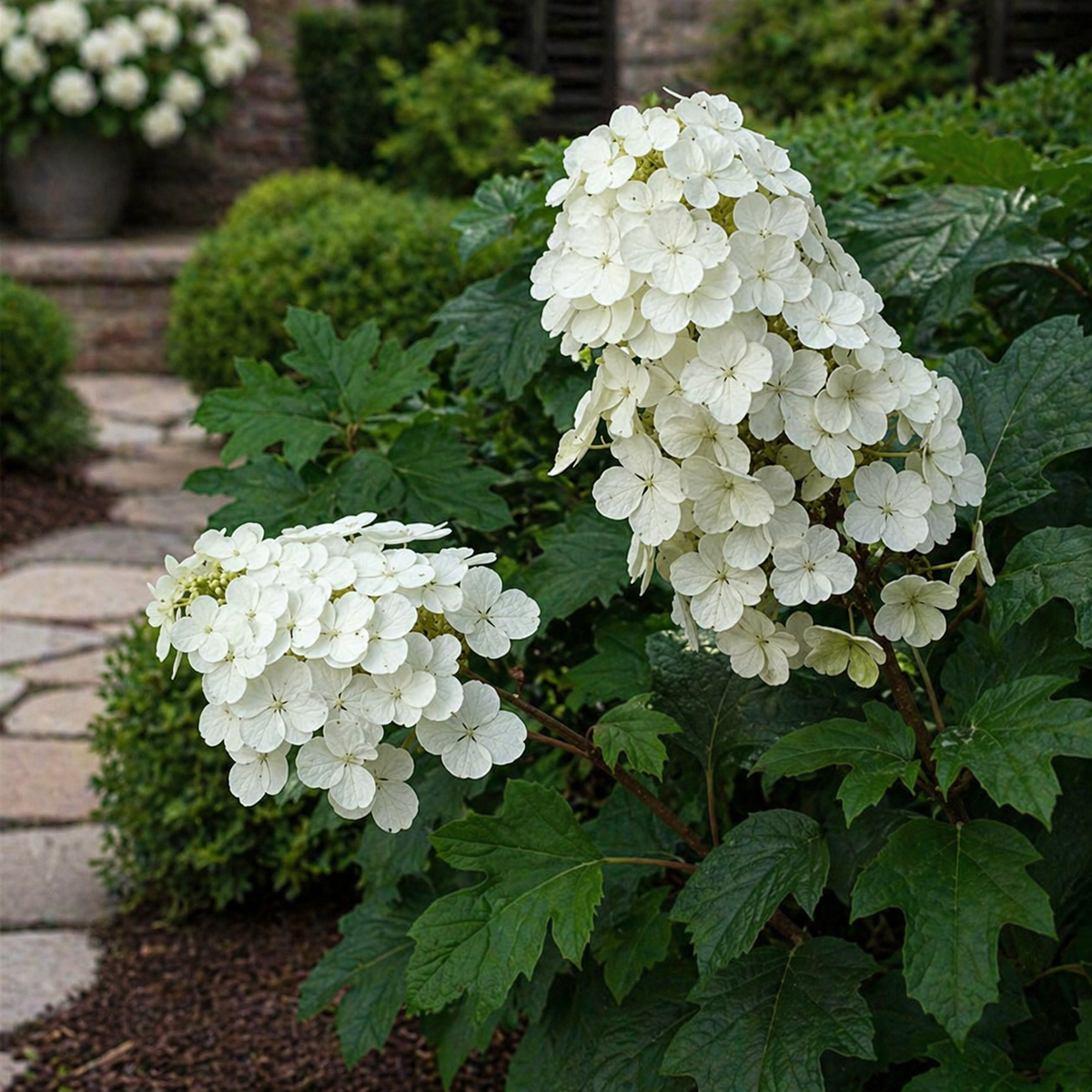 Hydrangea quercifolia 'Alice'