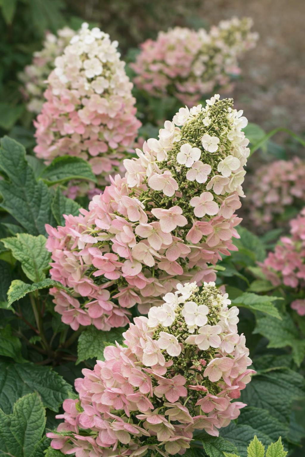 Hydrangea quercifolia 'Jetstream'