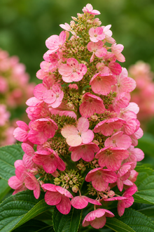 Hydrangea quercifolia 'Ruby Slippers'