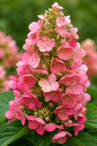 Hortensia à feuilles de chêne ‘Ruby Slippers’ (Hydrangea quercifolia)