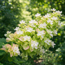 Hydrangea quercifolia 'Snowflake'