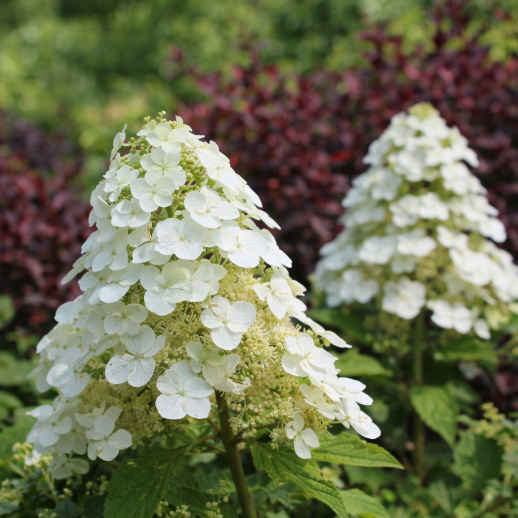 Hydrangea quercifolia 'Toy Soldier'