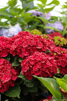 Hydrangea macrophylla 'Cherry-Go-Round'
