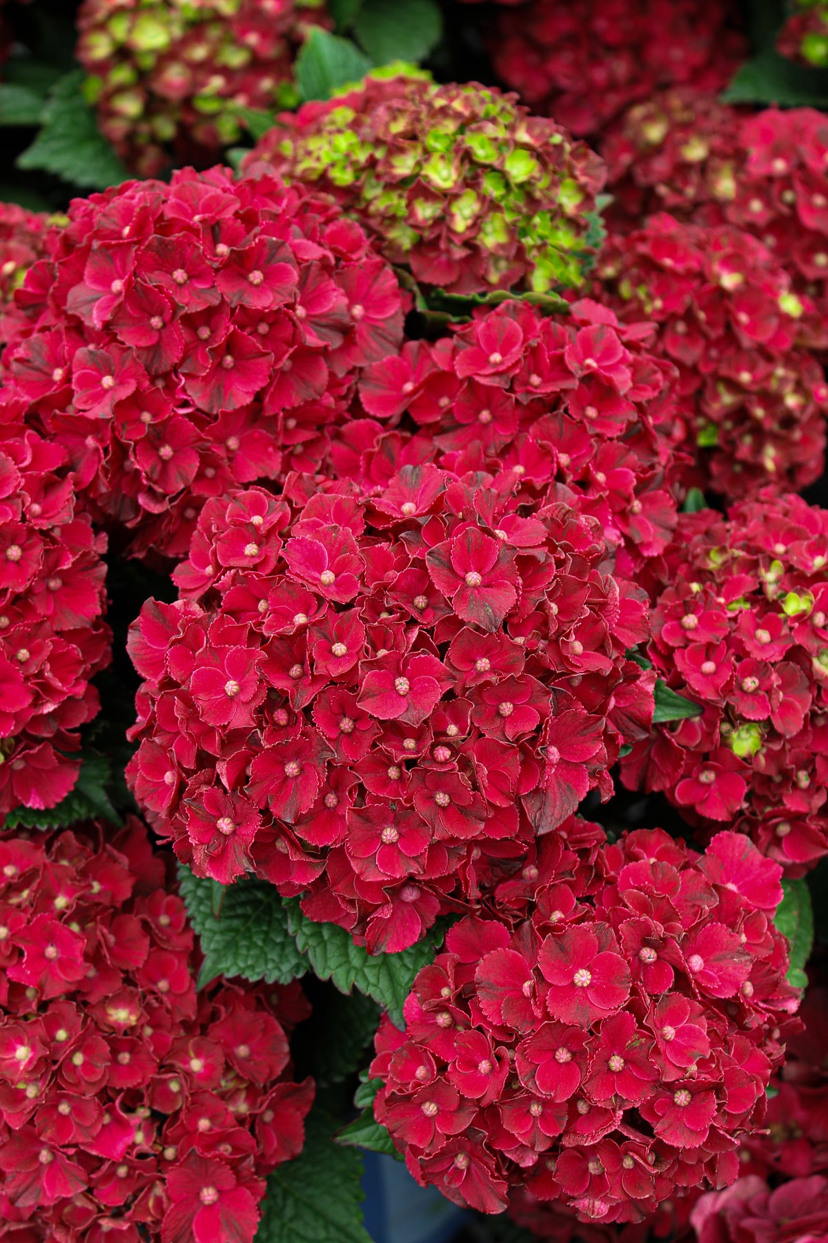 Hydrangea macrophylla 'Cherry-Go-Round'