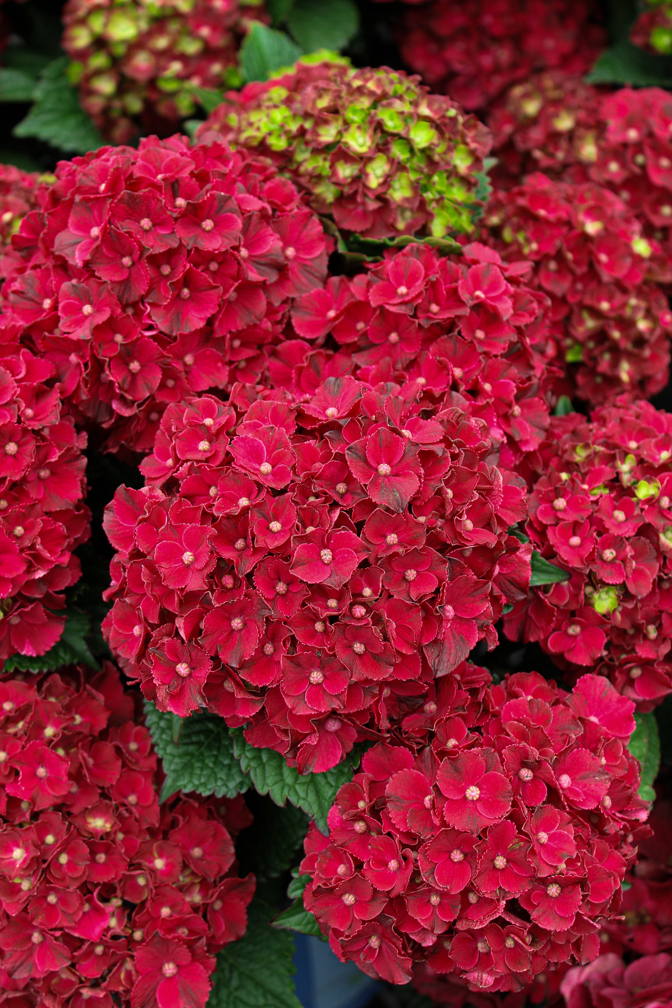 Hydrangea macrophylla 'Cherry-Go-Round'