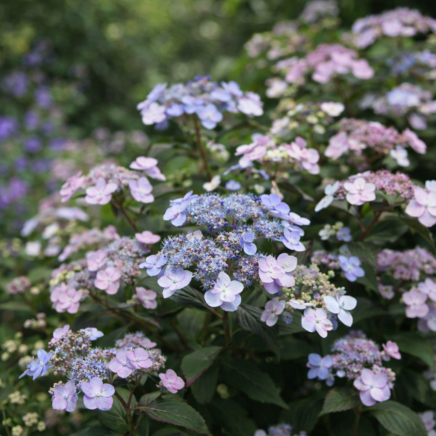 Hydrangea serrata 'Tiny-Tuff Stuff'