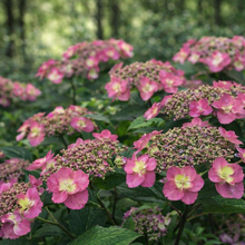 Hydrangea serrata ‘Tuff Stuff'
