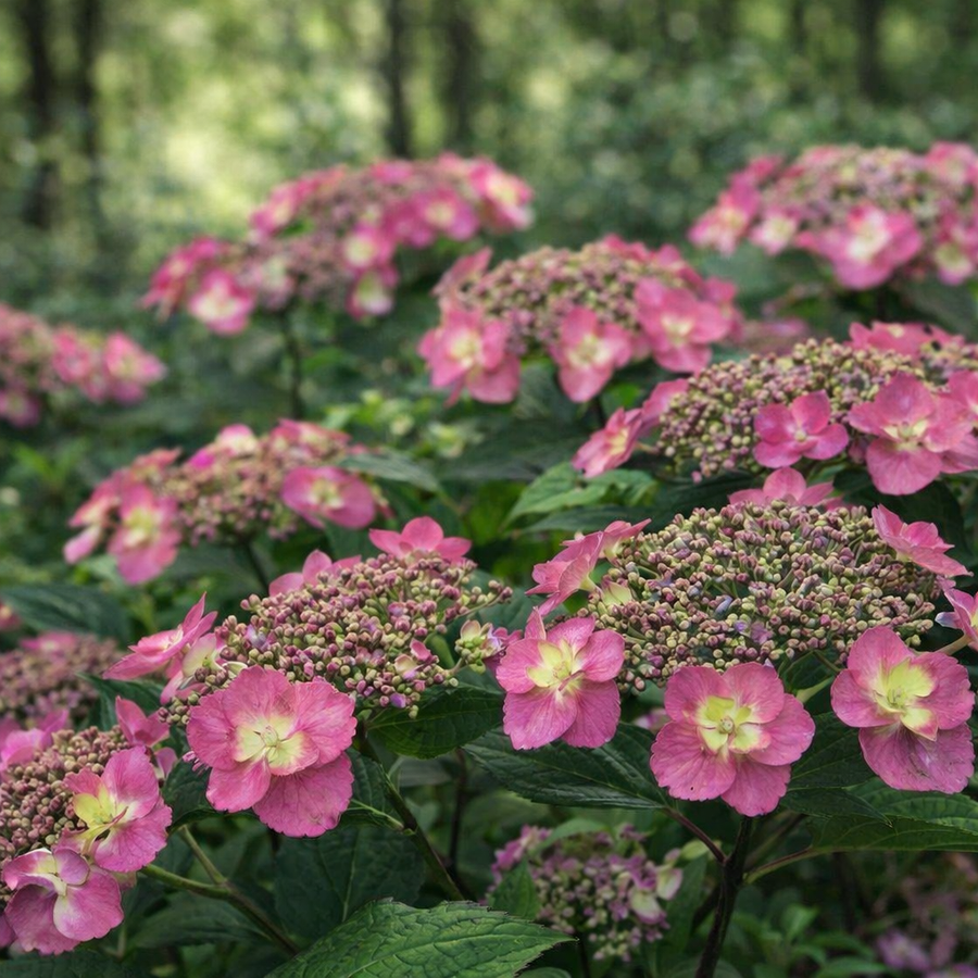 Hydrangea serrata ‘Tuff Stuff'
