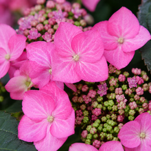Hydrangea serrata 'Tuff Stuff Top Fun'