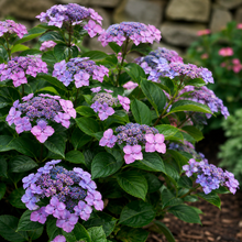 Hydrangea serrata 'Tuff Stuff Top Fun'