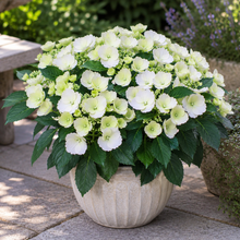 Hydrangea × 'Fairytrail Bride'