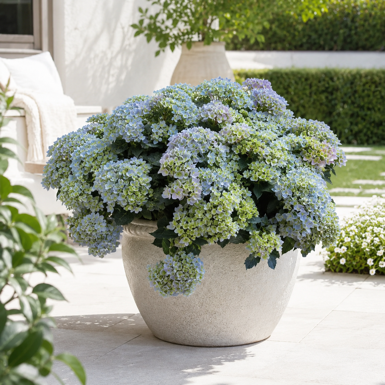 Hydrangea × 'Fairytrail Fresco'