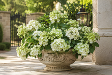 Hydrangée cascade (<em>Hydrangea</em> × ‘WNHYDFBVYWMH’) Fairytrail® White