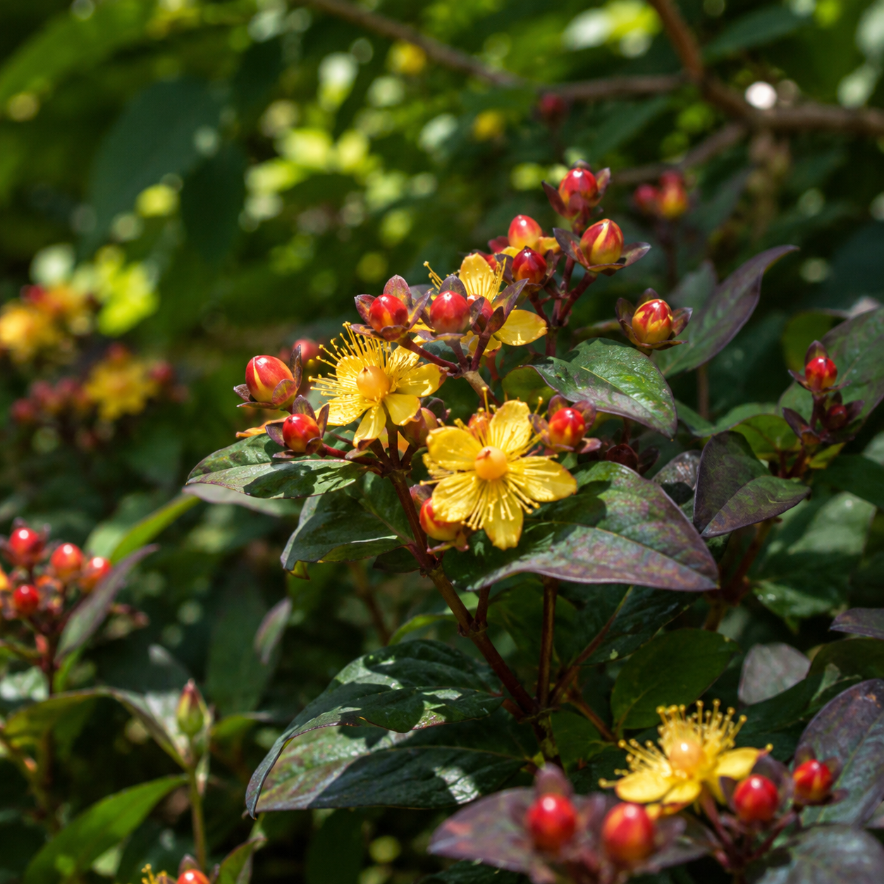 Hypericum 'Magical Midnight Glow'