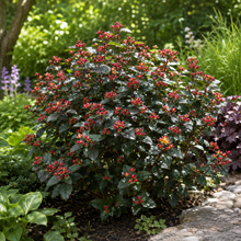 Hypericum 'Magical Midnight Glow'