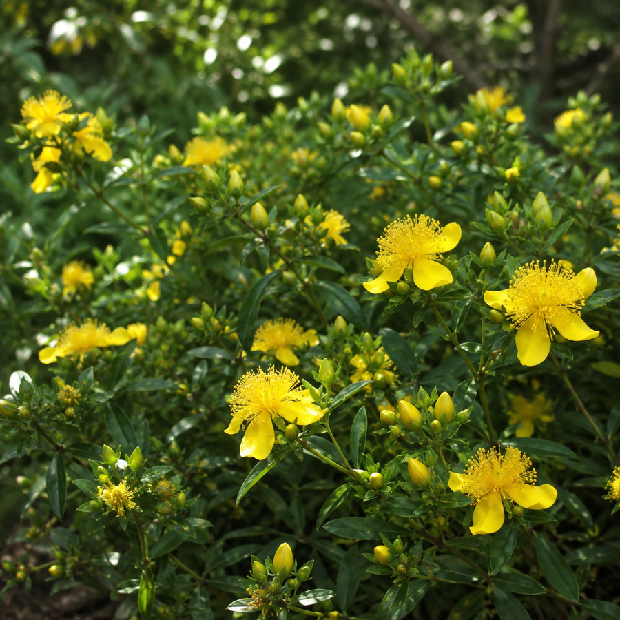 Hypericum kalmianum