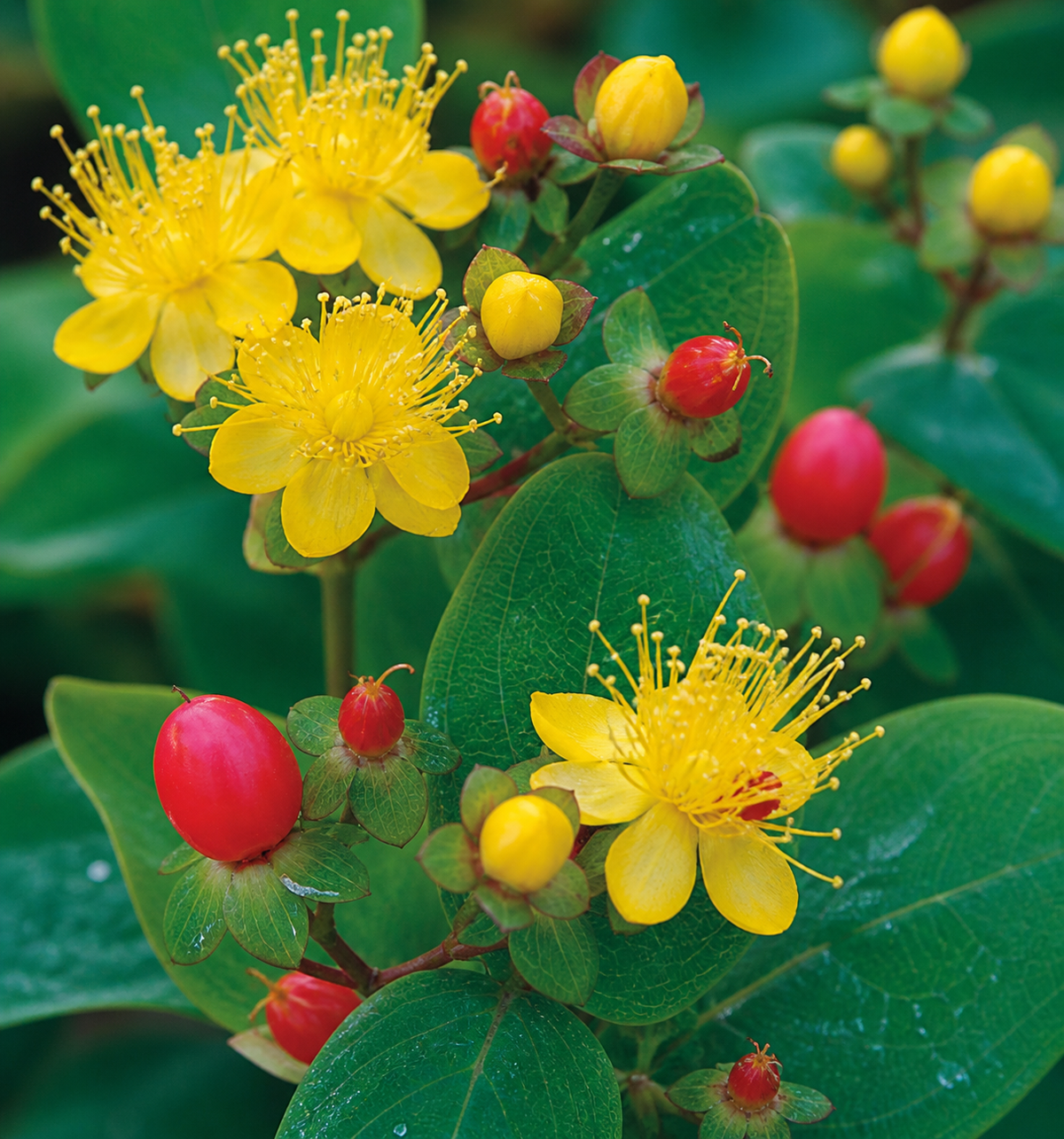 Hypericum × inodorum ‘Magical Red Fame’