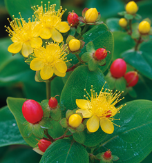 Hypericum × inodorum ‘Magical Red Fame’
