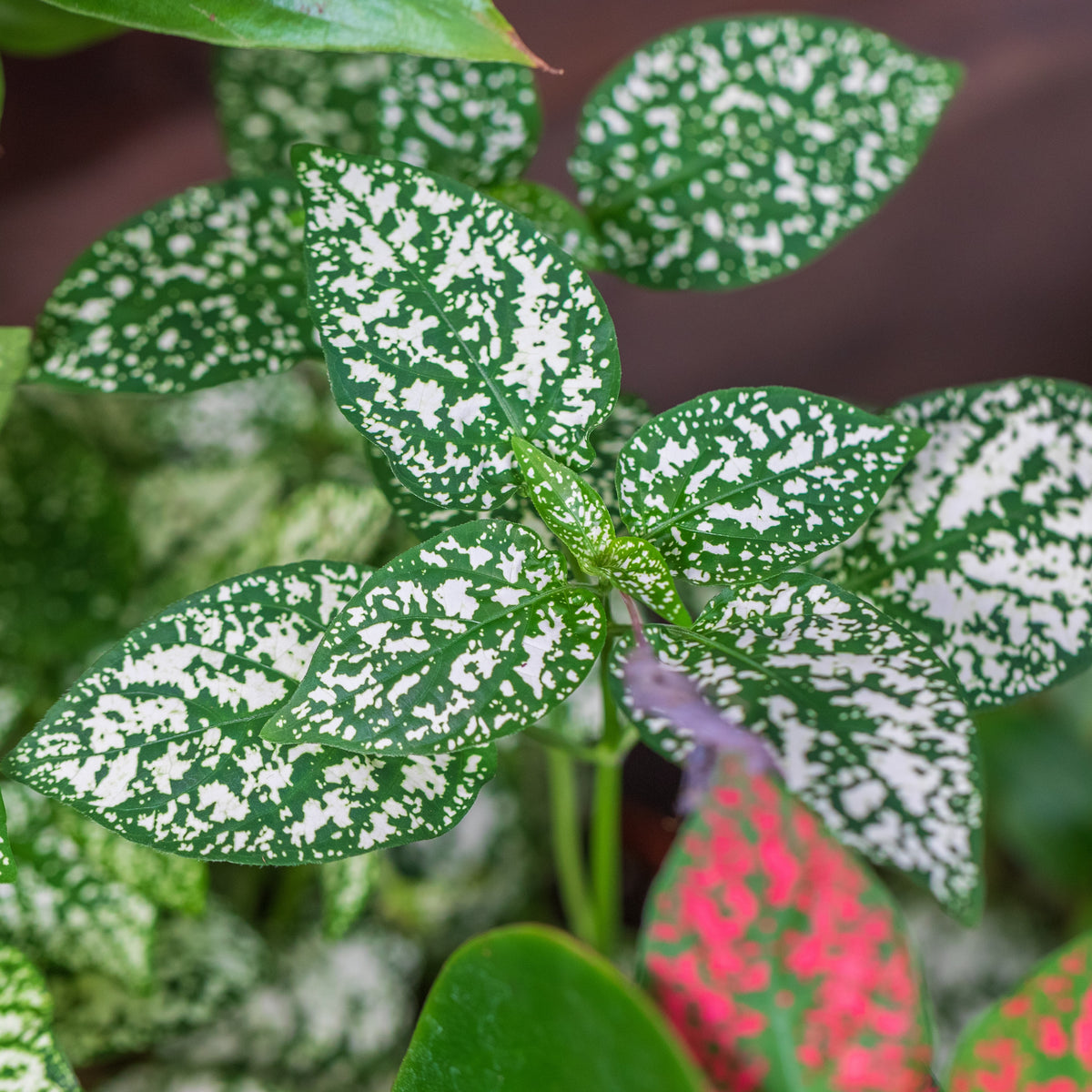 Photo de Hypoestes Splash Select™ Blanc. L'hypoestes 'Splash Select™ Blanc', également connue sous le nom de plante à pois ou face-de-singe, est une plante unique et décorative grâce à son feuillage parsemé de grandes taches blanches uniformes. La couleur caractéristique est : blanc. Le visuel permet d'observer les contours, les teintes et la disposition des éléments présentés.
