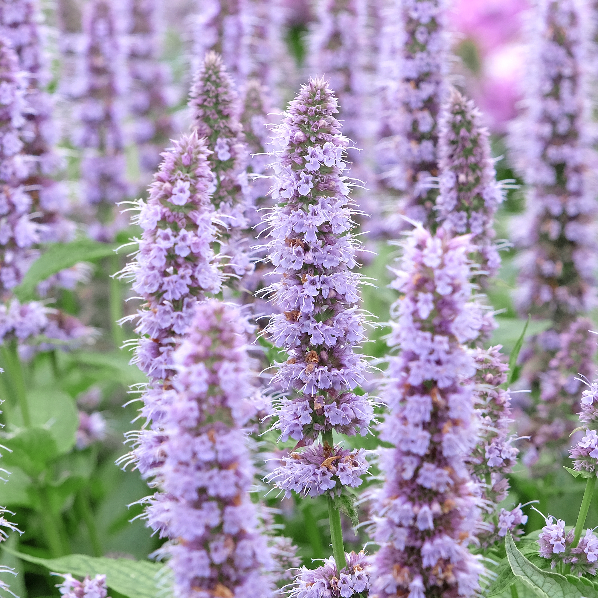 Hyssop