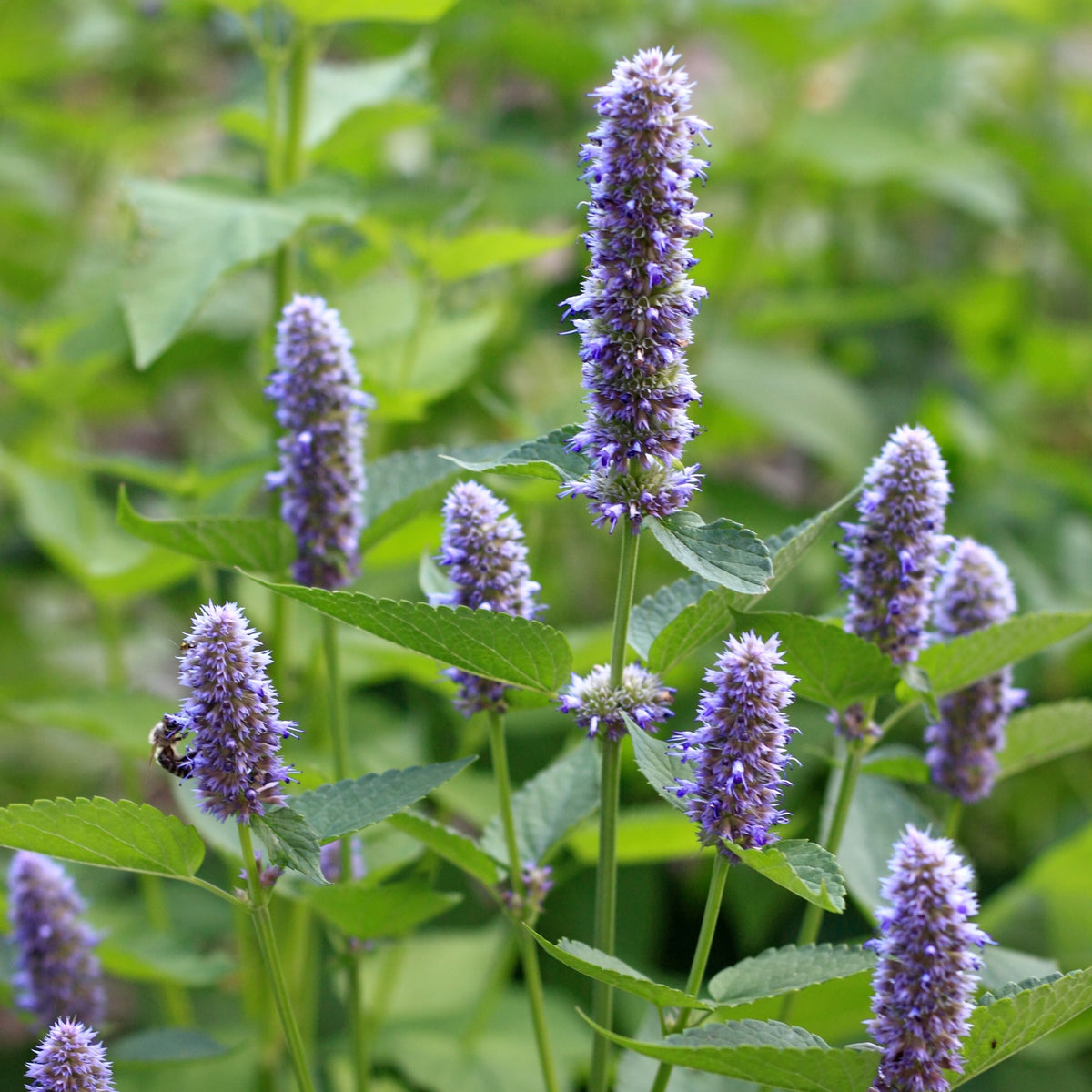 Image officielle de Hysope Anisée, Agastache foeniculum, associée au petit sachet de semences.