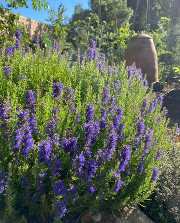 Organic Hyssop