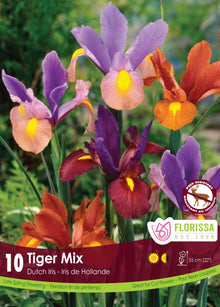 Iris hollandais en mélange (<em>Iris × hollandica</em> ‘Tiger Mix’)