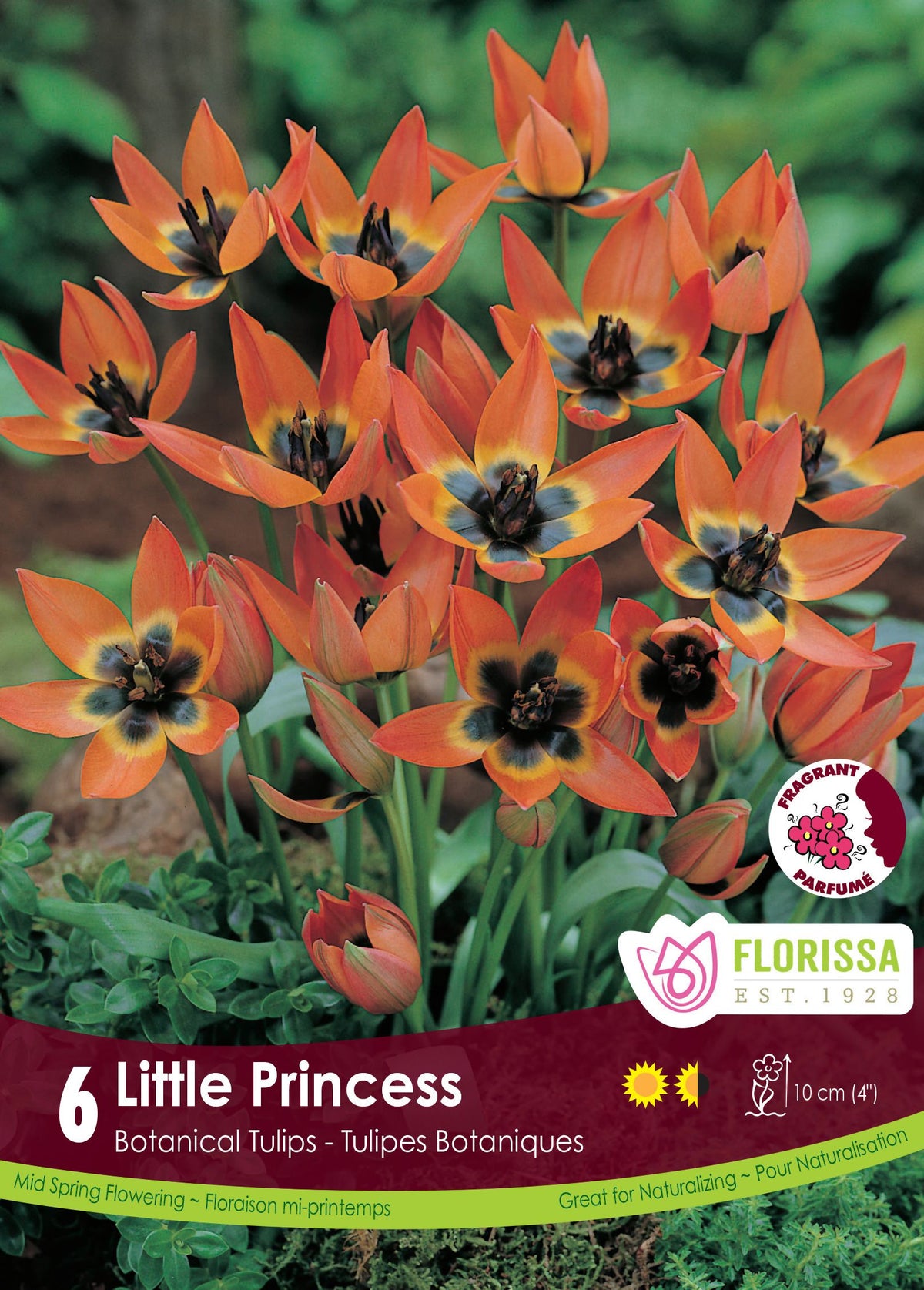 Tulipe Little Princess ( Tulipa ) : des petites tulipes orange ouvertes à cœur sombre entouré de jaune. Le visuel Florissa présente la plante et son nom dans la partie inférieure de l’étiquette. La photographie occupe presque toute la surface, tandis que le bandeau du bas rassemble les indications du produit. Cette vue permet de reconnaître son apparence et de distinguer la variété présentée.